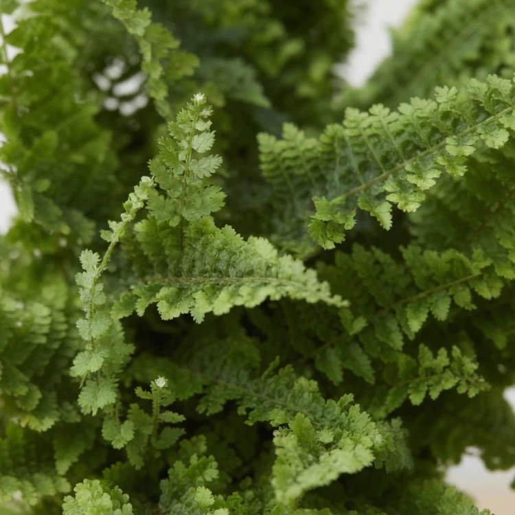 Paproć Green Fantasy Nephrolepis P9