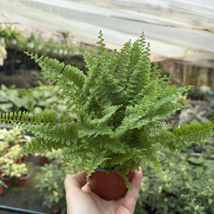 Paproć Green Fantasy Nephrolepis P9