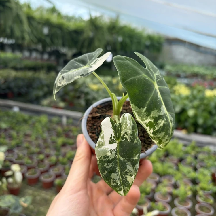 Alocasia micholitziana Frydek Variegata Alokazja