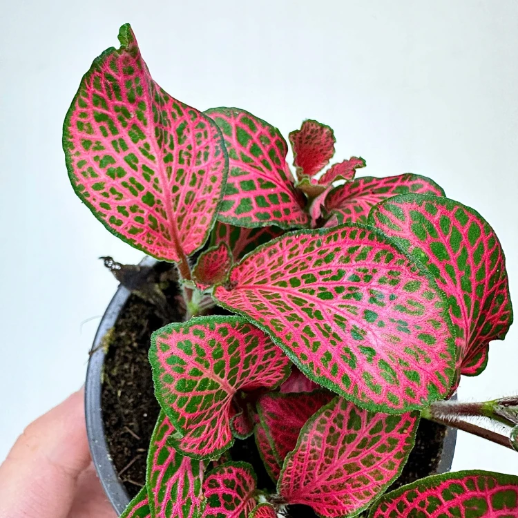 Fittonia Fitonia różowa #5