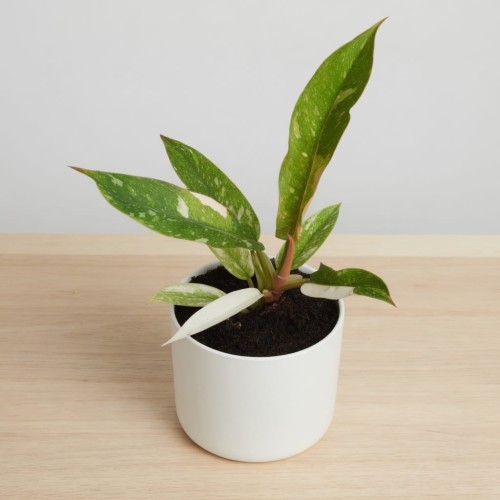 Philodendron Ring of Fire Filodendron P9