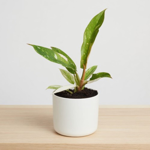 Philodendron Ring of Fire Filodendron P9