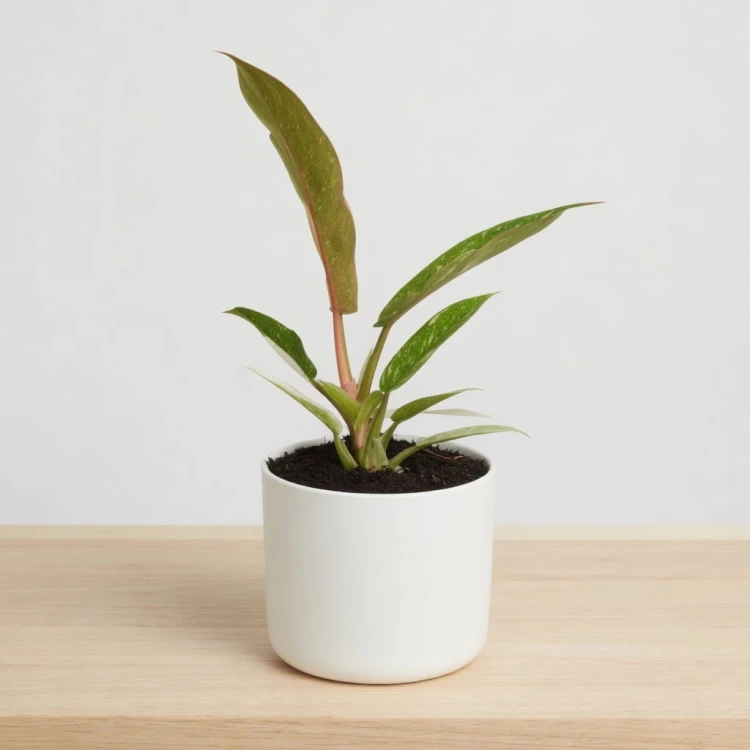 Philodendron Ring of Fire Filodendron P9