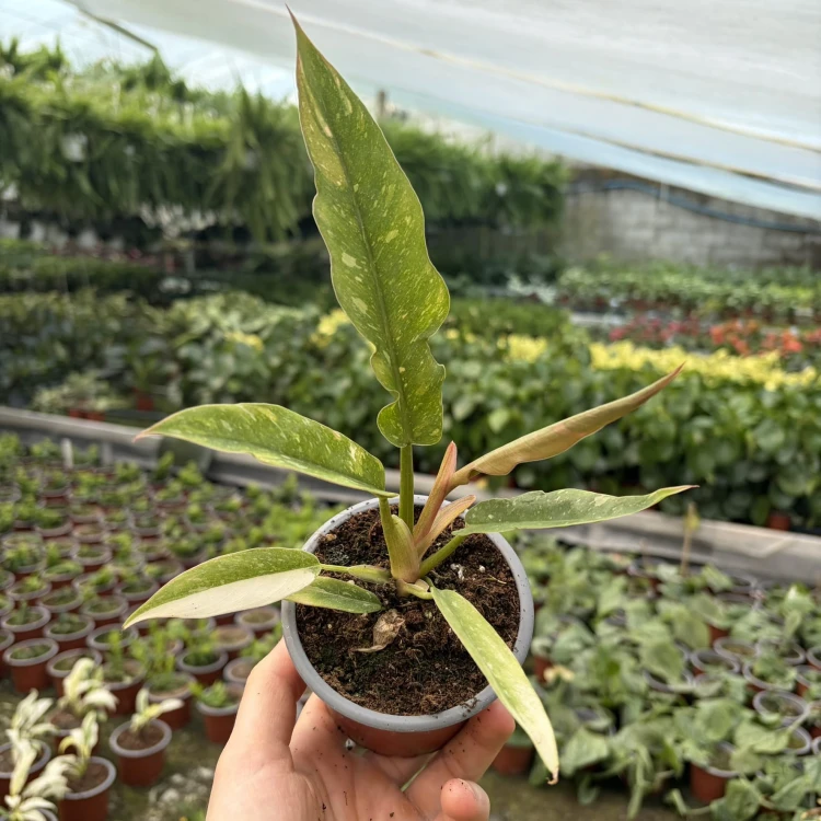 Philodendron Ring of Fire Filodendron P9