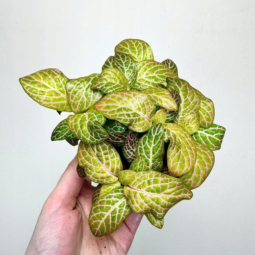 Fittonia Fitonia zielono-różowa #1