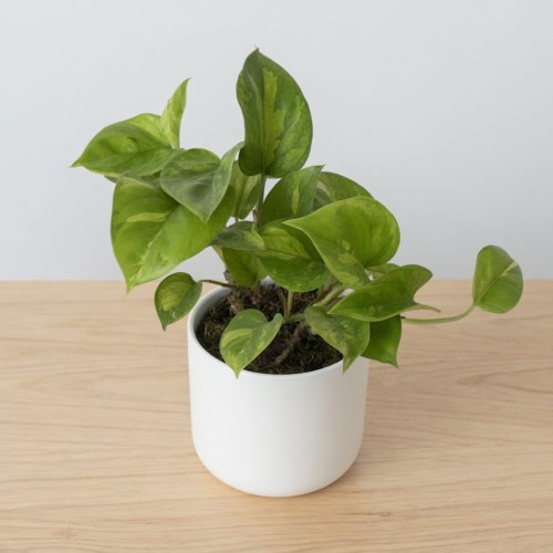 Epipremnum pinnatum Global Green P12