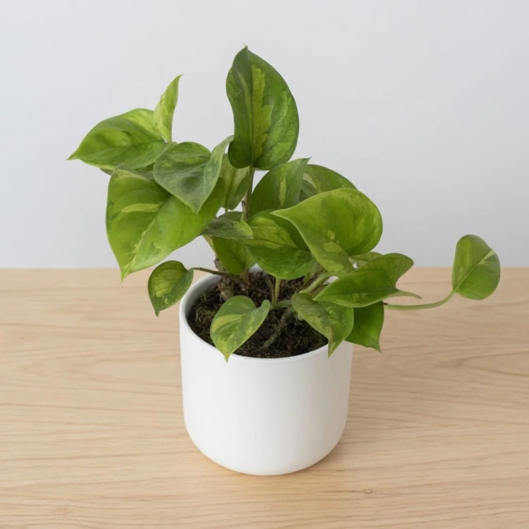 Epipremnum pinnatum Global Green P12