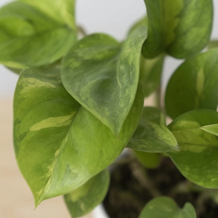 Epipremnum pinnatum Global Green P12