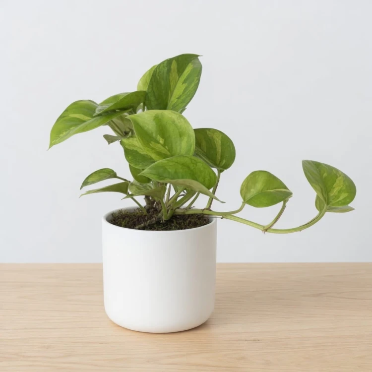 Epipremnum pinnatum Global Green P12
