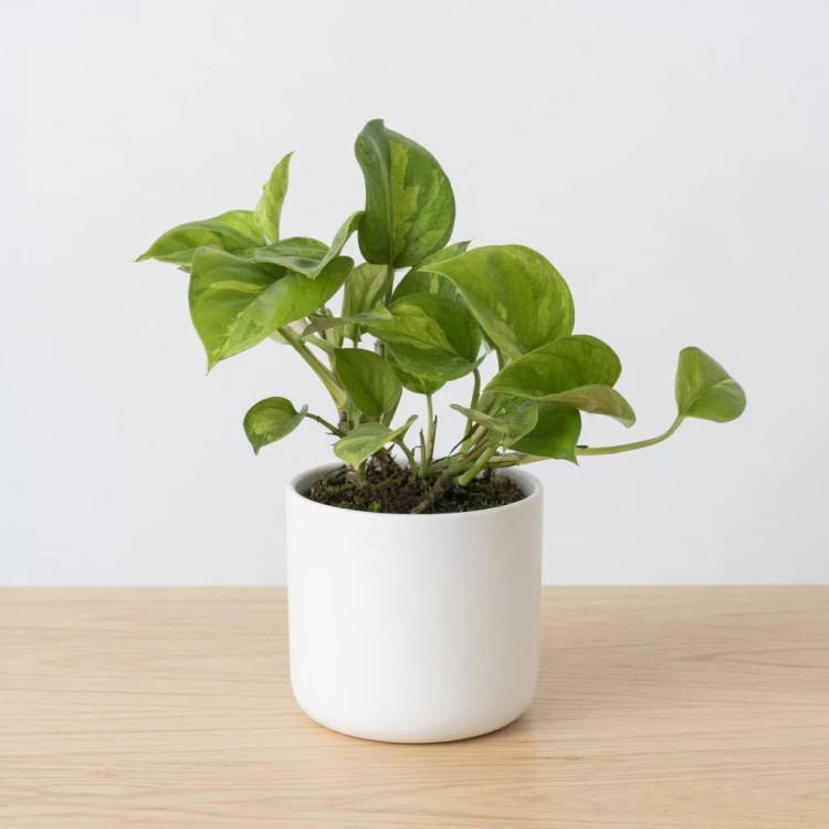 Epipremnum pinnatum Global Green P12