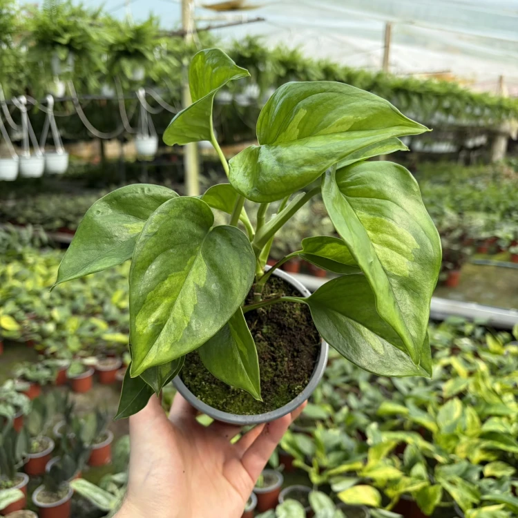 Epipremnum pinnatum Global Green P12