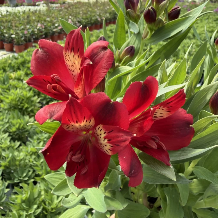 Alstroemeria Inticancha Doba Alstromeria