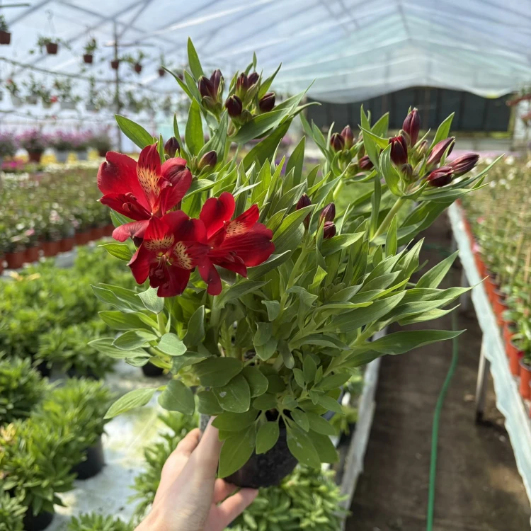 Alstroemeria Inticancha Doba Alstromeria
