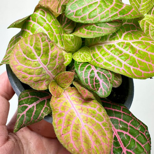 Fittonia Fitonia zielono-różowa #2
