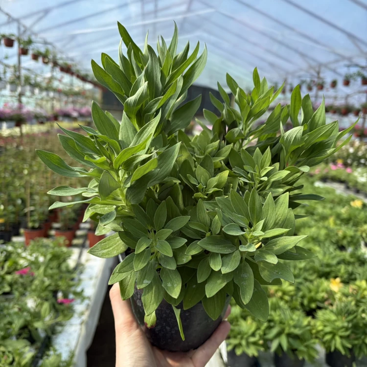 Alstroemeria Inticancha Doba Alstromeria