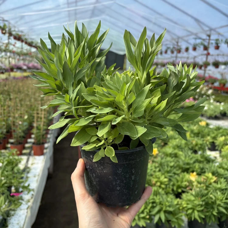 Alstroemeria Inticancha Doba Alstromeria