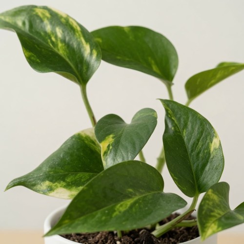 Epipremnum pinnatum Aureum złociste P9