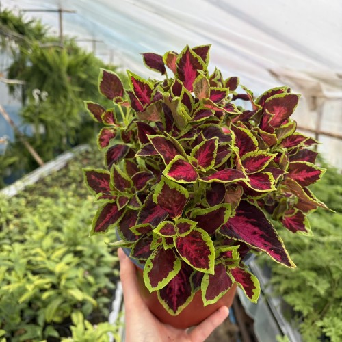 Coleus Solento Dark Cherry Koleus Pokrzywka Ozdobna P17