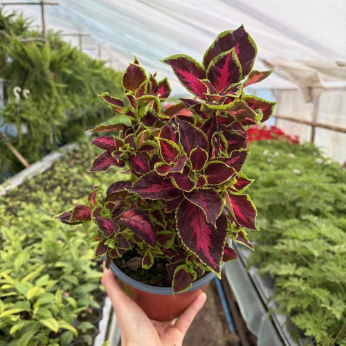 Coleus Solento Dark Cherry Koleus Pokrzywka Ozdobna P17