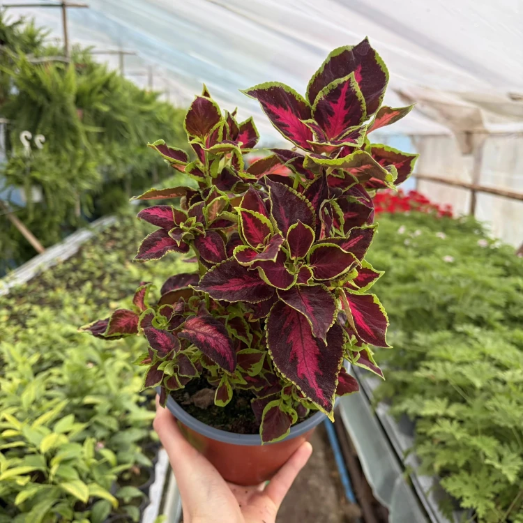 Coleus Solento Dark Cherry Koleus Pokrzywka Ozdobna P17