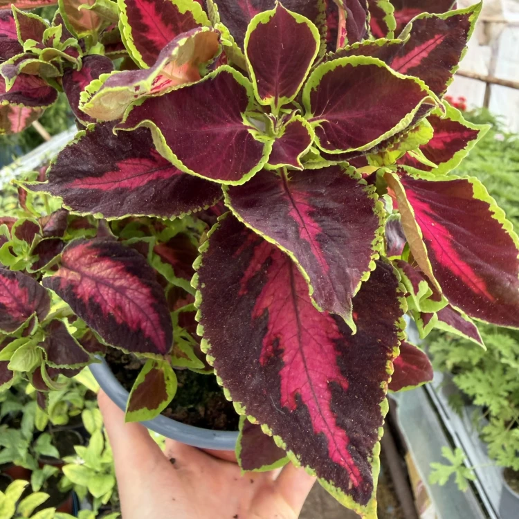 Coleus Solento Dark Cherry Koleus Pokrzywka Ozdobna P17