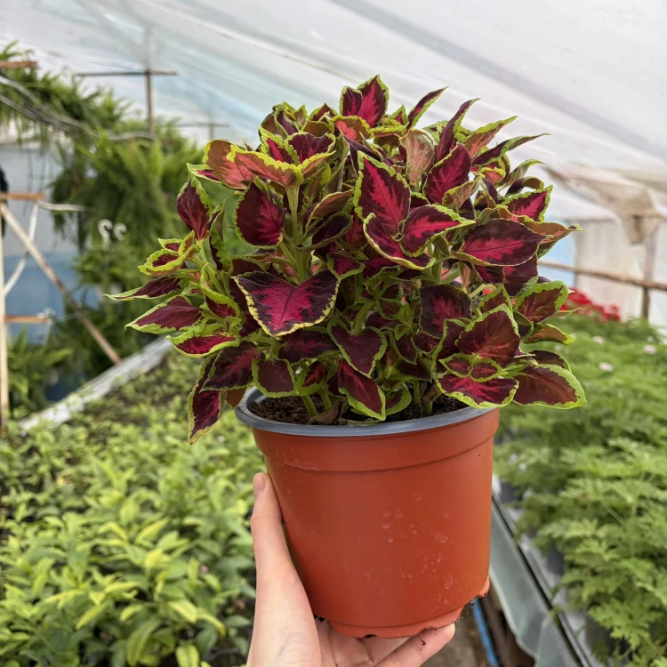 Coleus Solento Dark Cherry Koleus Pokrzywka Ozdobna P17
