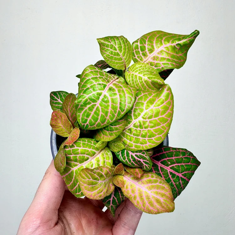 Fittonia Fitonia zielono-różowa #3