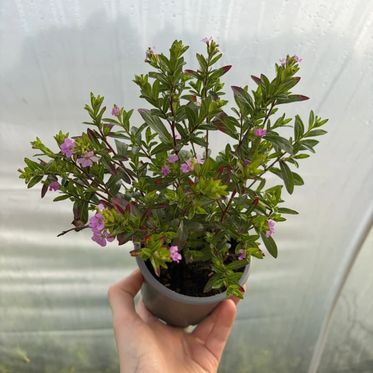 Kufea hyzopolistna Fioletowa cuphea