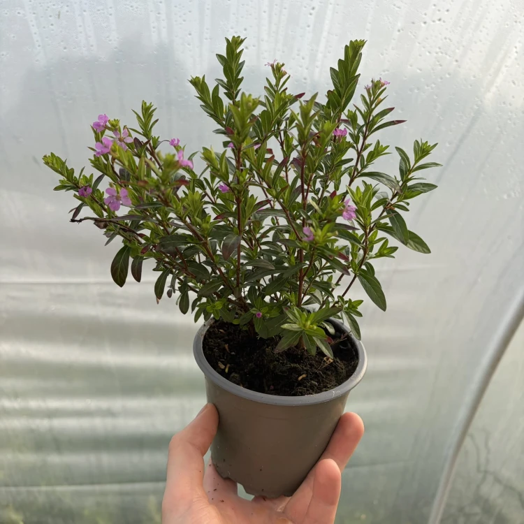 Kufea hyzopolistna Fioletowa cuphea