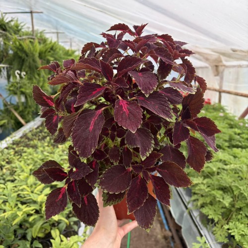 Coleus Velveteen Koleus Pokrzywka Ozdobna P17