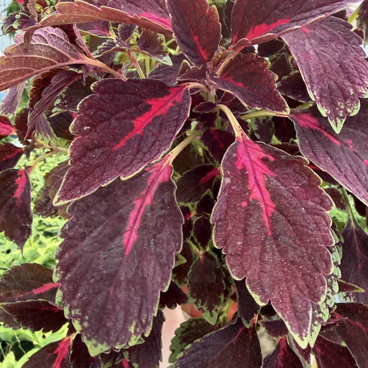 Coleus Velveteen Koleus Pokrzywka Ozdobna P17