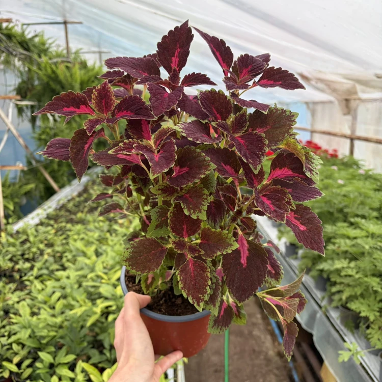 Coleus Velveteen Koleus Pokrzywka Ozdobna P17