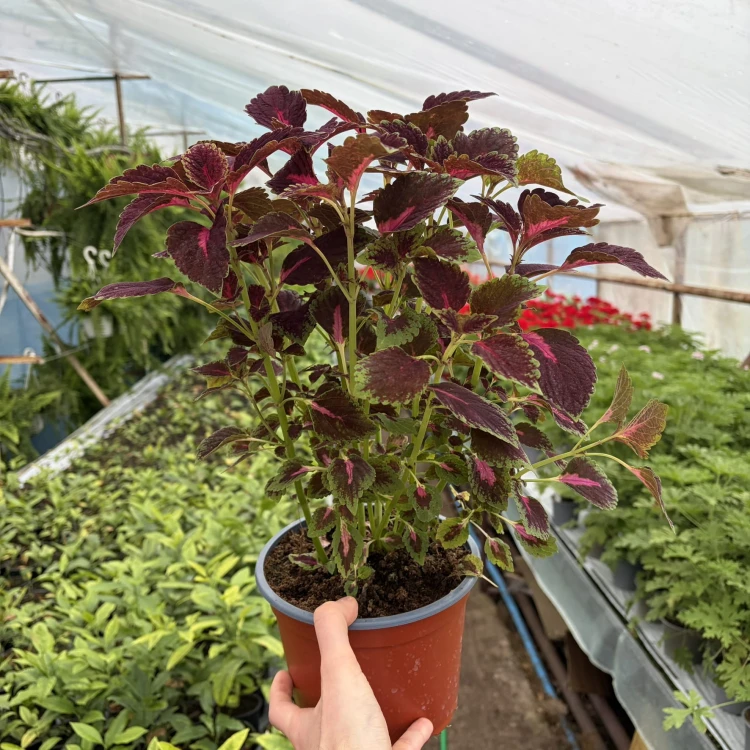 Coleus Velveteen Koleus Pokrzywka Ozdobna P17