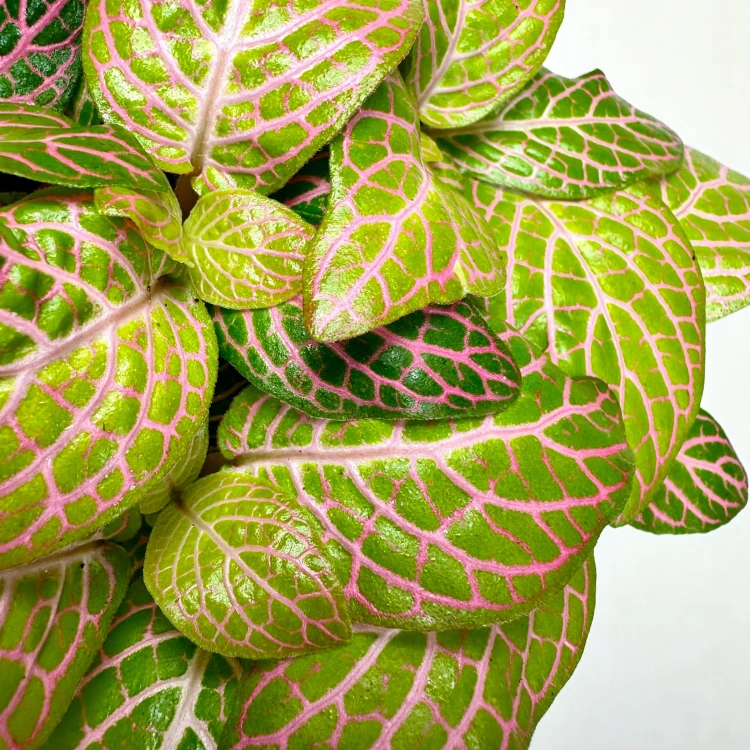 Fittonia Fitonia zielono-różowa #4