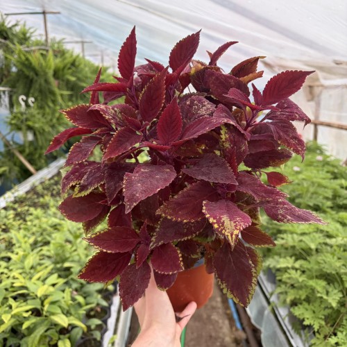 Coleus Rediculous Koleus Czerwony Pokrzywka Ozdobna P17