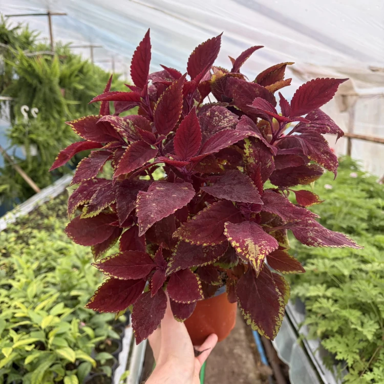 Coleus Rediculous Koleus Czerwony Pokrzywka Ozdobna P17
