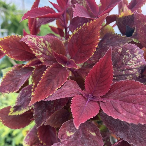 Coleus Rediculous Koleus Czerwony Pokrzywka Ozdobna P17