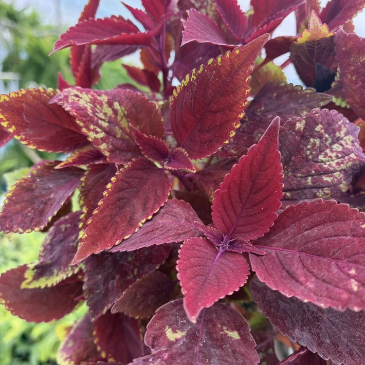 Coleus Rediculous Koleus Czerwony Pokrzywka Ozdobna P17