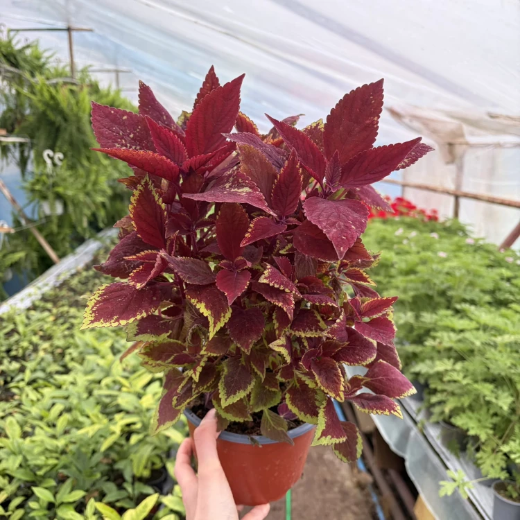 Coleus Rediculous Koleus Czerwony Pokrzywka Ozdobna P17