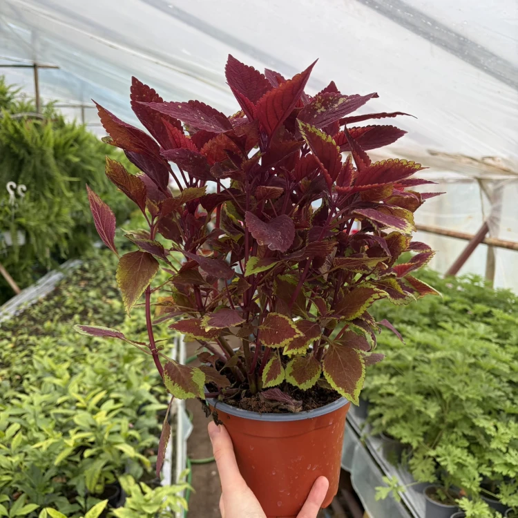Coleus Rediculous Koleus Czerwony Pokrzywka Ozdobna P17