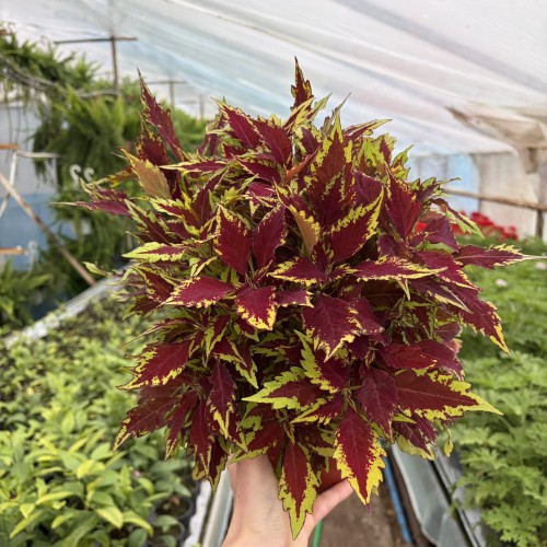 Coleus Royale Apple Brandy Koleus bordowo-limonkowy Pokrzywka Ozdobna P17