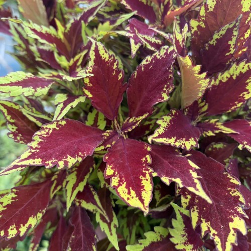 Coleus Royale Apple Brandy Koleus bordowo-limonkowy Pokrzywka Ozdobna P17