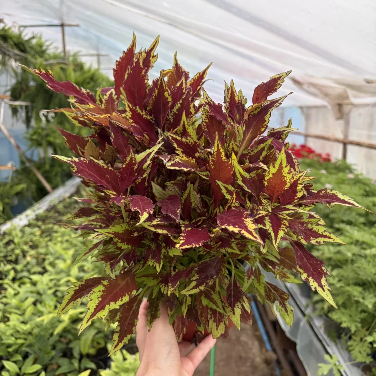 Coleus Royale Apple Brandy Koleus bordowo-limonkowy Pokrzywka Ozdobna P17