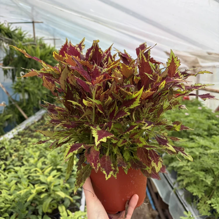 Coleus Royale Apple Brandy Koleus bordowo-limonkowy Pokrzywka Ozdobna P17