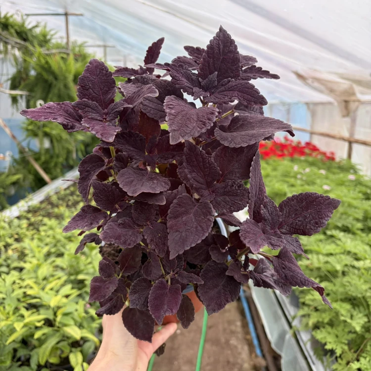 Coleus Newly Noir Koleus Pokrzywka Ozdobna P17