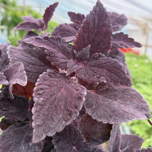 Coleus Newly Noir Koleus Pokrzywka Ozdobna P17