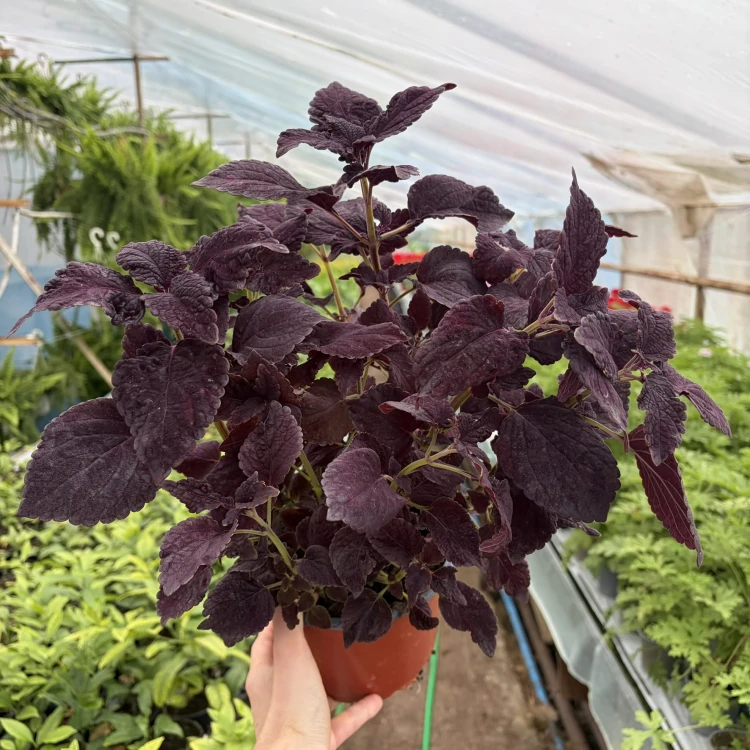 Coleus Newly Noir Koleus Pokrzywka Ozdobna P17