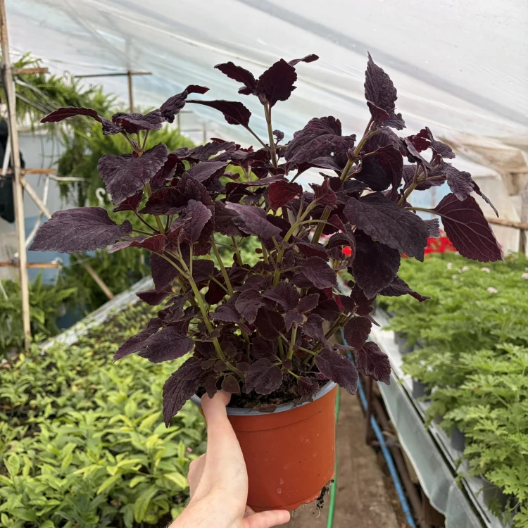 Coleus Newly Noir Koleus Pokrzywka Ozdobna P17