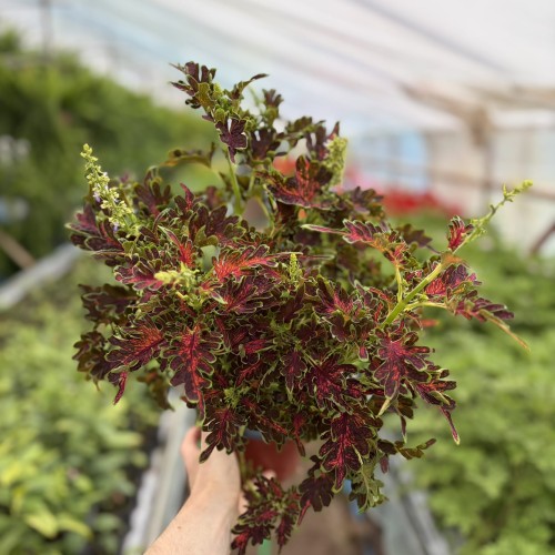 Coleus Colocha Scarlet Koleus Pokrzywka Ozdobna P17