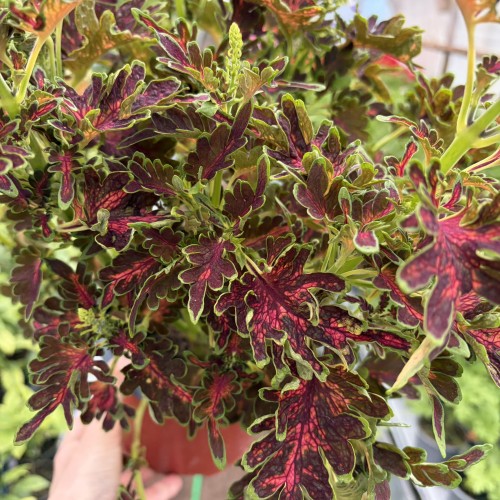 Coleus Colocha Scarlet Koleus Pokrzywka Ozdobna P17